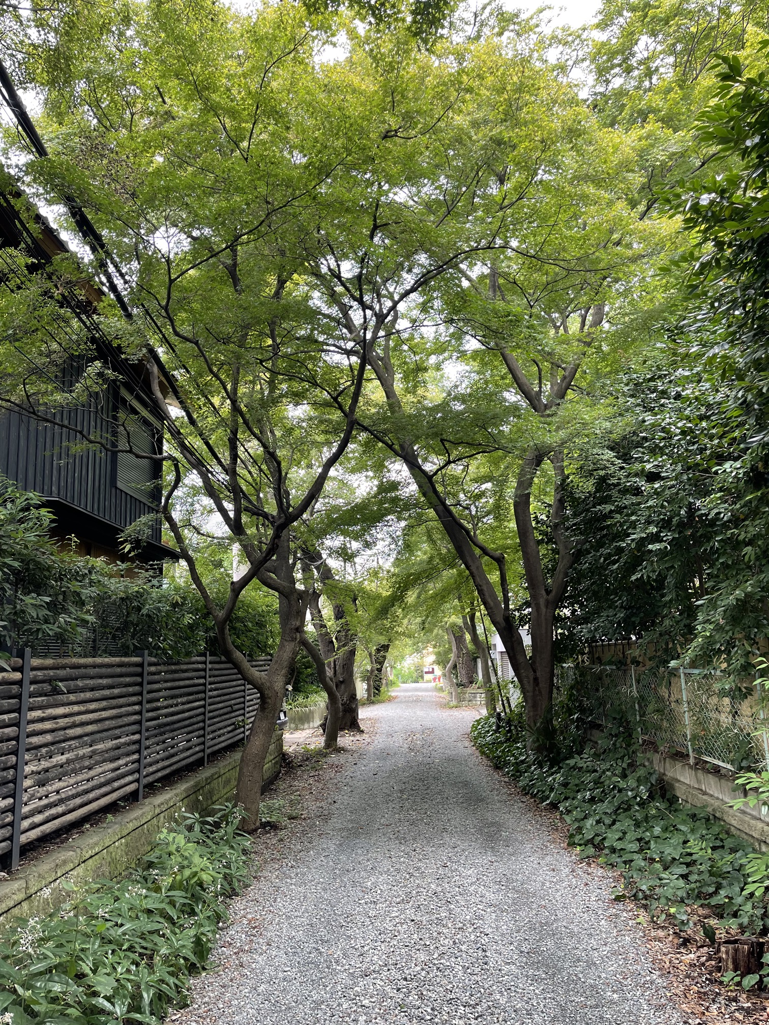 251020s1_seijo-3-chome-cherry-and-maple-tree-lined-street